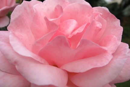 Importanta trandafirilor - petalele de trandafiri